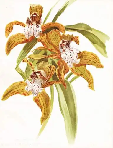 Cymbidium tracyanum grandiflorum - orchid Orchidee Orchideen / China / flower flowers Blume Blumen / Pflanze P