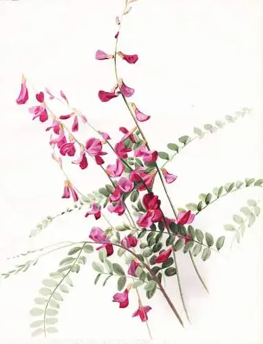 Hedysarum multijugum - Süssklee / Asia Asien / flower flowers Blume Blumen / Pflanze Planzen plant plants / b