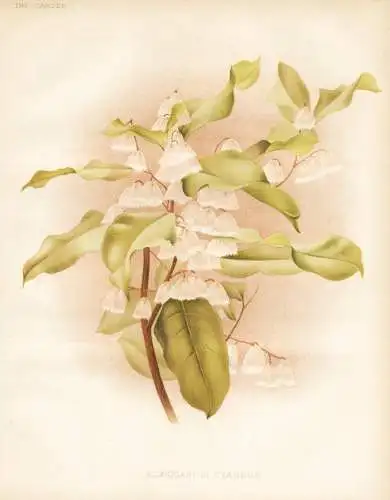 Elaeocarpus cyaneus - blueberry ash / Australia Australien / flower flowers Blume Blumen / Pflanze Planzen pla