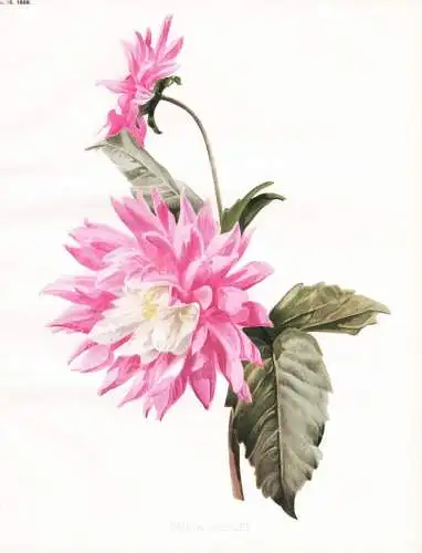 Dahlia loreley - Dahlien / Mexico Mexiko / flower flowers Blume Blumen / Pflanze Planzen plant plants / botani