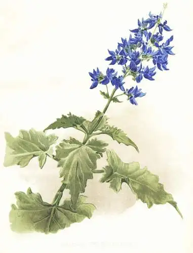 Coleus thyrsoideus - Africa Afrika / flower flowers Blume Blumen / Pflanze Planzen plant plants / botanical Bo