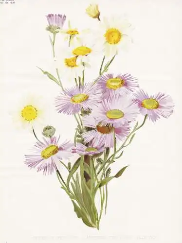 1 Erigeron speciosus 2 Anthemis tinctoria (pale var) - Färberkamille golden marguerite / flower flowers Blume