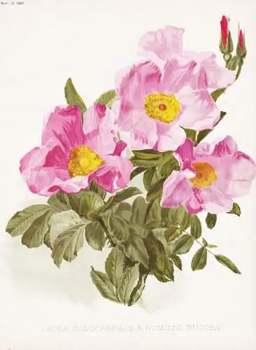 1. Rosa calocarpa 2. R. humilis rugosa - Rose roses Rosea / flower flowers Blume Blumen / Pflanze Planzen plan