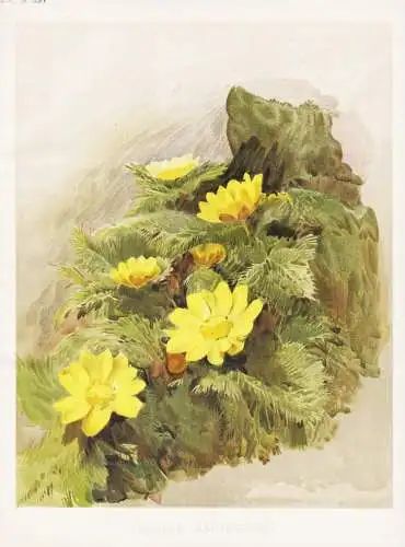 Adonis Amurensis - Amur-Adonisröschen / Japan / flower flowers Blume Blumen / Pflanze Planzen plant plants /