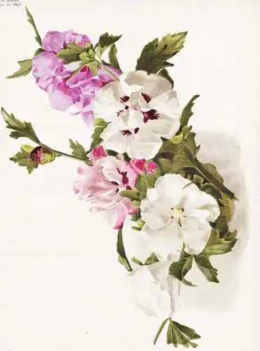 Hibiscus totus albus vars - Hibiskus Eibisch / China / flower flowers Blume Blumen / Pflanze Planzen plant pla