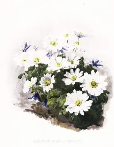 Anemone blanda cypriana - Balkananemone / flower flowers Blume Blumen / Pflanze Planzen plant plants / botanic