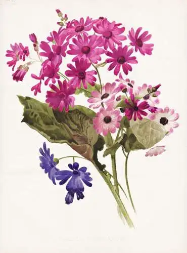 Hybrid cinerarias - Cinerarie Zinerarie / flower flowers Blume Blumen / Pflanze Planzen plant plants / botanic