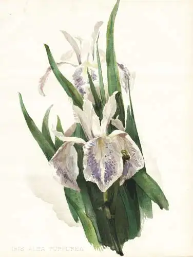 Iris alba purpurea - Iris Schwertlilie Lilie lily / flower flowers Blume Blumen / Pflanze Planzen plant plants