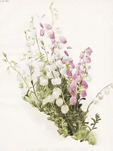 Irish Heath (Daboecia Polifolia) - Irische Glockenheide Erika Erica / flower flowers Blume Blumen / Pflanze Pl