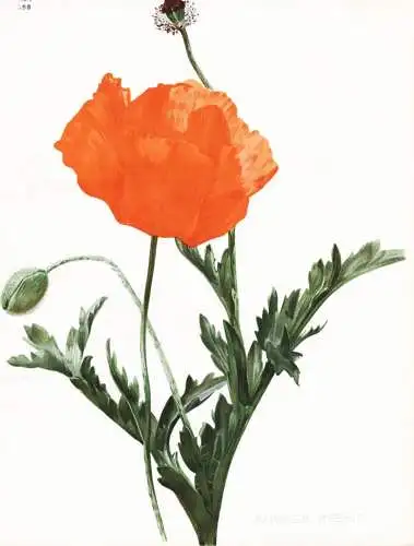 Papaver Hybrid - poppy Mohn / flower flowers Blume Blumen / Pflanze Planzen plant plants / botanical Botanik b