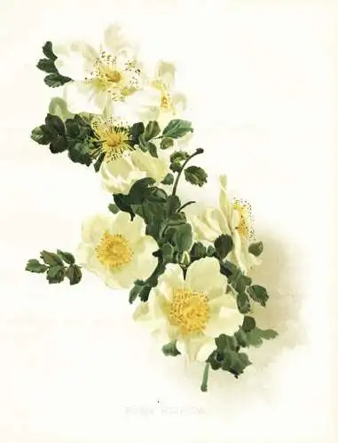 Rosa hispida - Rosea Rose roses / flower flowers Blume Blumen / Pflanze Planzen plant plants / botanical Botan