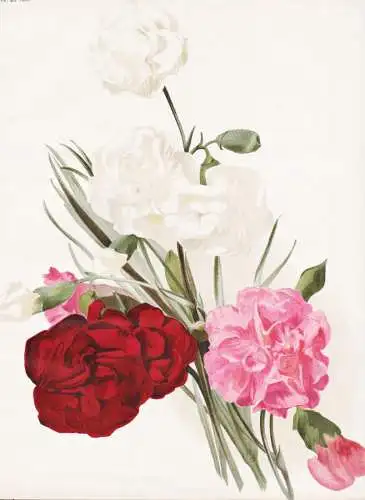 Self carnations 1. george maquay 2. Ariel 3. Rosmaron - Nelke carnation Nelken Dianthus / flower flowers Blume