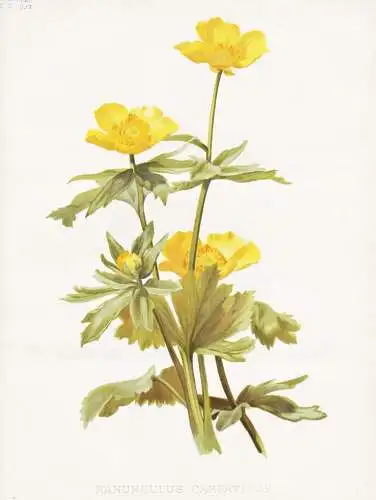 Ranunculus carpaticus - Transylvania Transylvanien / flower flowers Blume Blumen / Pflanze Planzen plant plant
