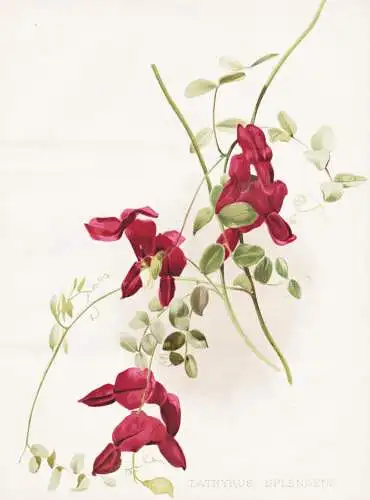 Lathyrus splendens - Platterbse Erbse pea / California Kalifornien / flower flowers Blume Blumen / Pflanze Pla