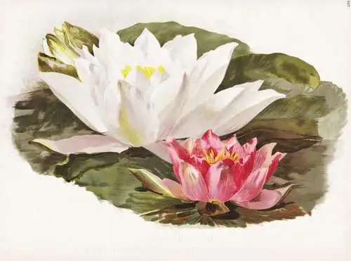 Two water lilies 1. Nymphaea marliacea albida 2. N. robinsoni - Teichrose water lily Seerose waterlily Wasserp