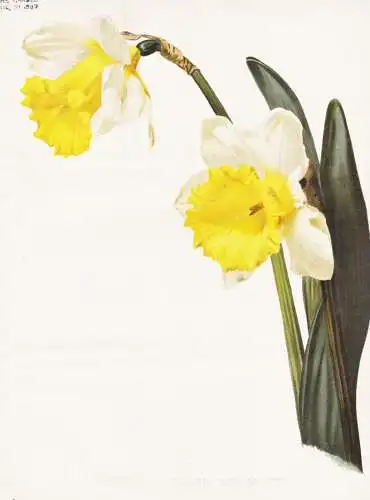 Narcissus ellen willmott - Narzissen Narcissus daffodil / flower flowers Blume Blumen / Pflanze Planzen plant