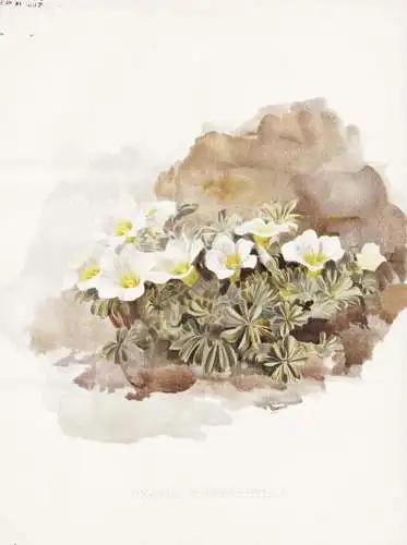 Oxalis enneaphylla - Falkland Islands / flower flowers Blume Blumen / Pflanze Planzen plant plants / botanical