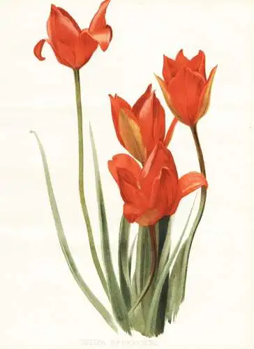 Tulipa sprengeri - Sprengers Tulpe tulip tulips / Türkei turky / flower flowers Blume Blumen / Pflanze Planze