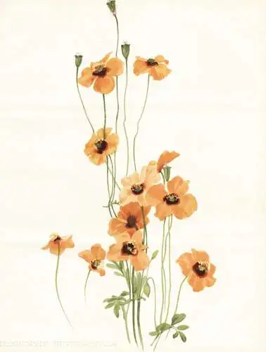 Meconopsis heterophylla - North America Nordamerika / flower flowers Blume Blumen / Pflanze Planzen plant plan