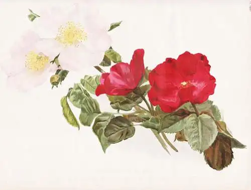 Two single Roses 1. Rosa macrantha 2. Paul's single scarlet - rote Rose roses Rosa Rosea / flower flowers Blum