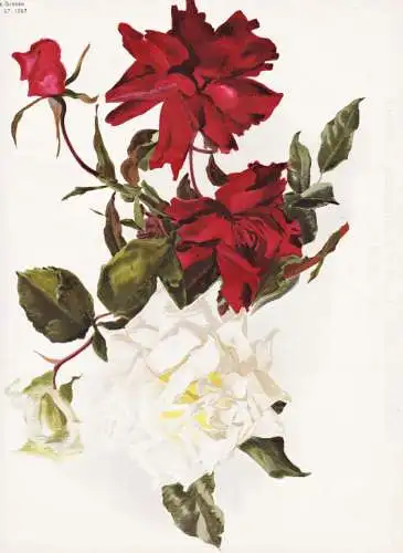Two Roses 1. Kaiserin Augusta Victoria 2. Princesse de Sagan - rote Rose roses Rosa Rosea / flower flowers Blu