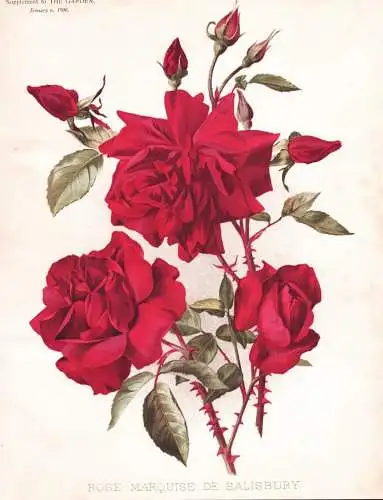 Rose Marquise de Salisbury - Rosea rote Rose roses / flower flowers Blume Blumen / Pflanze Planzen plant plant