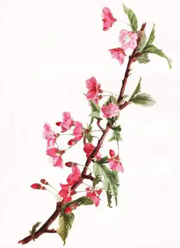 Prunus (Cerasus) Pendula - Higan-Kirsche Zierkirschen Winterkirsche Kirsche cherry / Obst fruit / flower flowe