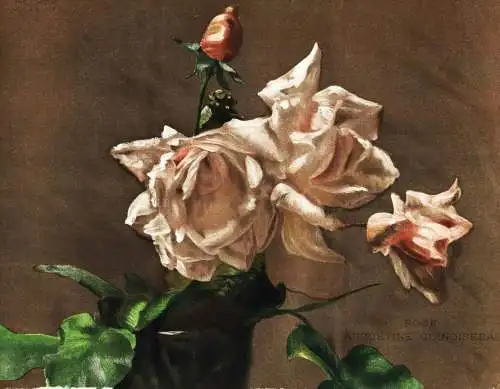 Rose augustine guinoisseau - Rosa roses Rosea / flower flowers Blume Blumen / Pflanze Planzen plant plants / b