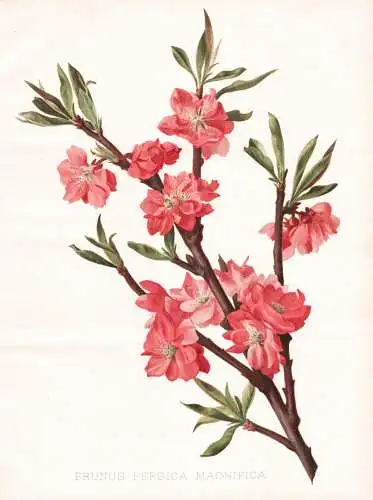 Prunus persica magnifica - Zwergpfirsich Pfirsich Peach Prunus persica Pfirsichbaum / Obst fruit / flower flow