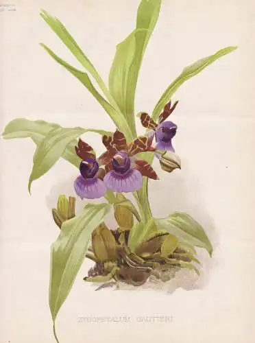 Zygopetalum gautieri - orchid Orchidee Orchidaceae / Brasil Brazil Brasilien / flower flowers Blume Blumen / P