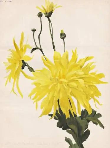 Chrysanthemum golden dart - Chrysanthemen Chrysanthemum chrysanths / flower flowers Blume Blumen / Pflanze Pla