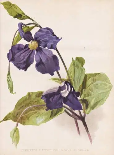 Clematis integrifolia var. durandi - China / Clematis Waldrebe Klematis / flower flowers Blume Blumen / Pflanz