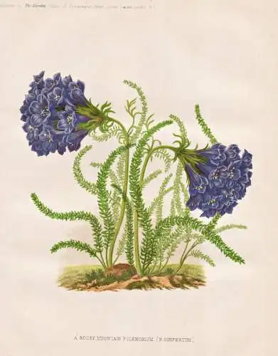 A Rocky Mountain Polemonium (P. confertum) - Klebrige Jakobsleiter Klebriges Sperrkraut / Blume flower Blumen