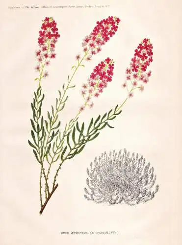 Bush aethionema (A. grandiflorum)  - Steintäschel / Caucasus Kaukasus / flower flowers Bume Blumen / Pflanze