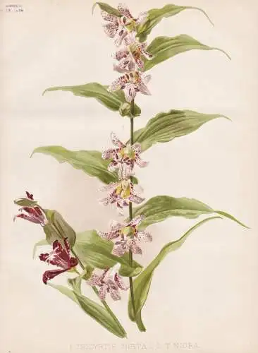 1. Tricyrtis hirta 2. T. nigra - orchid Orchidee Orchidaceae / Japan / flower flowers Blume Blumen / Pflanze P