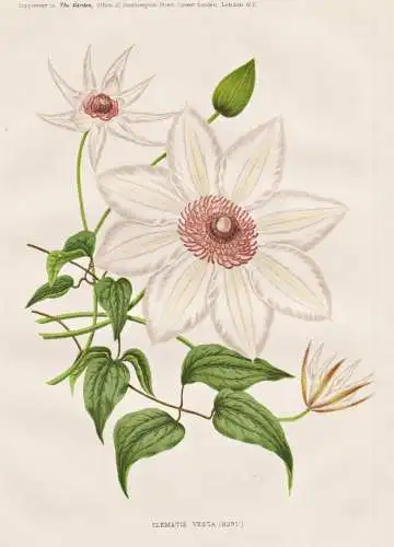 Clematis vesta ( - China / Clematis Waldrebe Klematis / flower flowers Blume Blumen / Pflanze Planzen plant pl