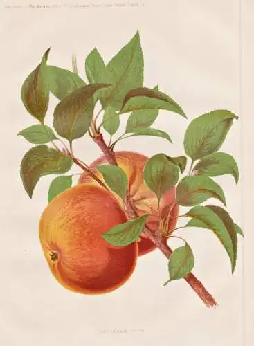Coxs orange pippin - Apfel apple Apfelbaum / Obst fruit / / Pflanze Planzen plant plants / botanical Botanik b