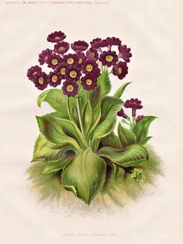 A hybrid Primula (P. intermedia.  - Primula Primel primrose / flower flowers Blume Blumen / Pflanze Planzen pl
