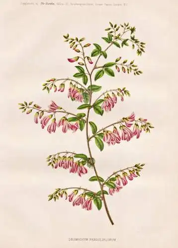 Desmodium penduliflorum - pendulifolium / Japan China / flower flowers Blume Blumen / Pflanze Planzen plant pl