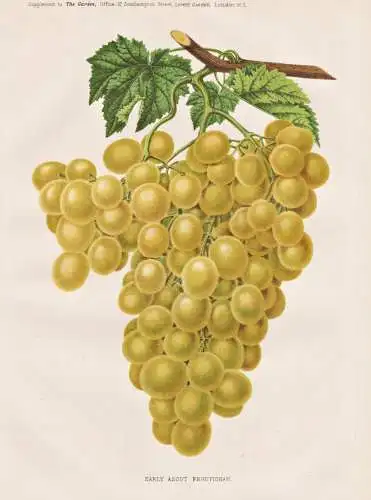 Early ascot frontignan - Wein wine grapes Weintrauben Trauben / Obst fruit / Pflanze Planzen plant plants / bo