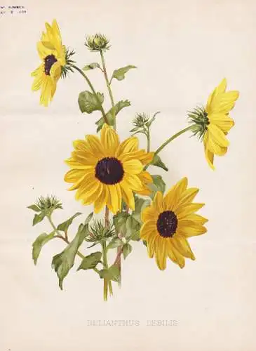 Helianthus debilis - Sonnenblume sunflower / flower flowers Blume Blumen / Pflanze Planzen plant plants / bota