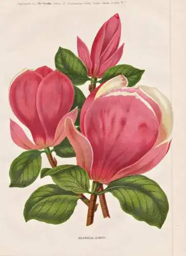 Magnolia lennei - Japan / Magnolie Magnolien magnolias / flower flowers Blume Blumen / Pflanze Planzen plant p