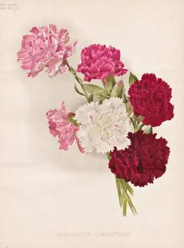 Marguerite carnations - Nelke carnation Nelken Dianthus / flower flowers Blume Blumen / Pflanze Planzen plant