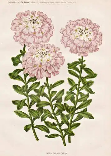 Iberis Gibraltarica - Schleifenblume candytuft / Gibraltar / flower flowers Blume Blumen / Pflanze Planzen pla