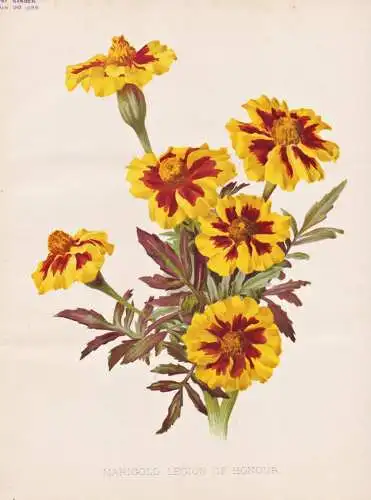 Marigold legion of honour - Little Brownie Ringelblume / flower flowers Blume Blumen / Pflanze Planzen plant p