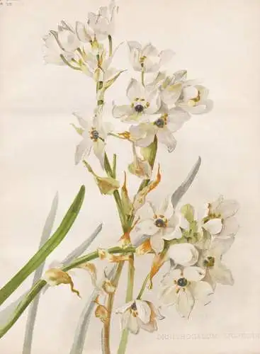 Ornithogalum arabicum - Arabischer Milchstern Arab's eye / flower flowers Blume Blumen / Pflanze Planzen plant