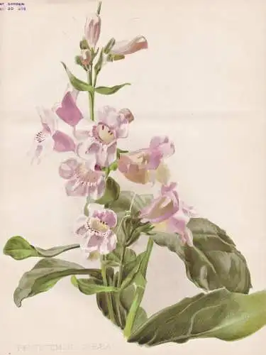 Pentstemon cobaea - Texas / flower flowers Blume Blumen / Pflanze Planzen plant plants / botanical Botanik bot