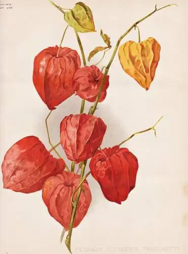 Physalis alkekengi franchetti - Lampionblume bladder cherry / flower flowers Blume Blumen / Pflanze Planzen pl