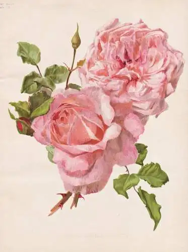 Rose Ernest Metz - Rose roses Rosa Rosea / flower flowers Blume Blumen / Pflanze Planzen plant plants / botani