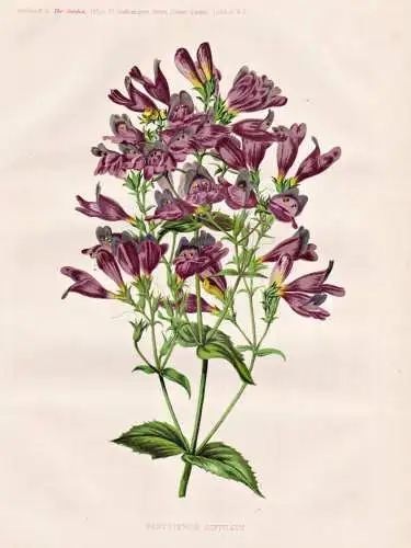 Pentstemon diffusus - North America Nordamerika / flower flowers Blume Blumen / Pflanze Planzen plant plants /
